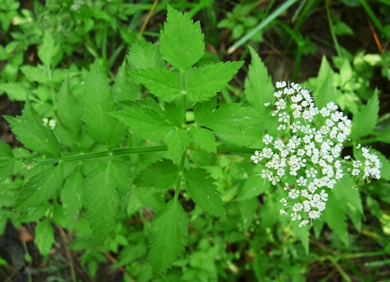 {Oenanthe javanica}